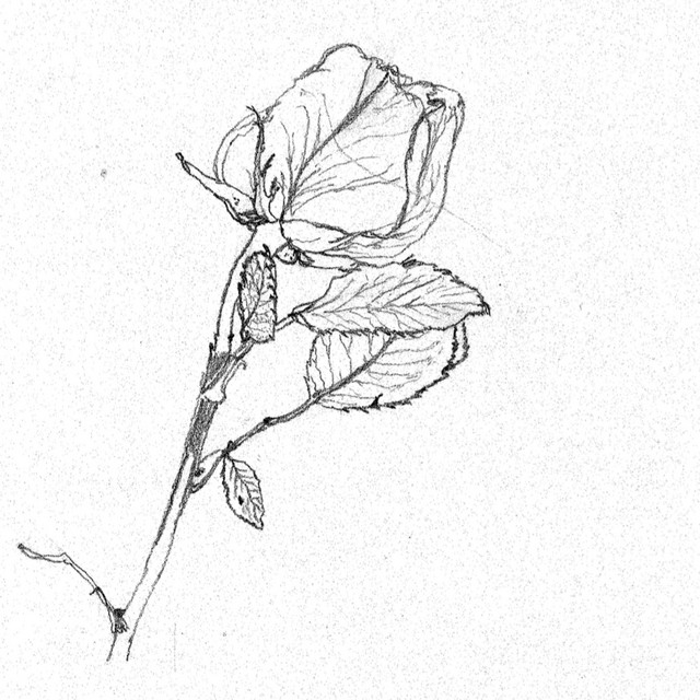 a rose, modified contour (b sides_002) cover art