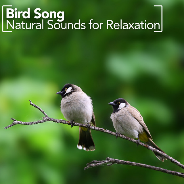 Bird Song - Natural Sounds for Relaxation cover art