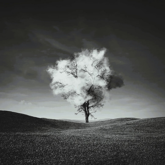 Diffidence cover art