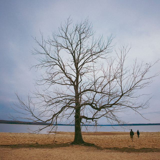 Sycamore Silence cover art