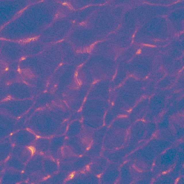 Ripple cover art