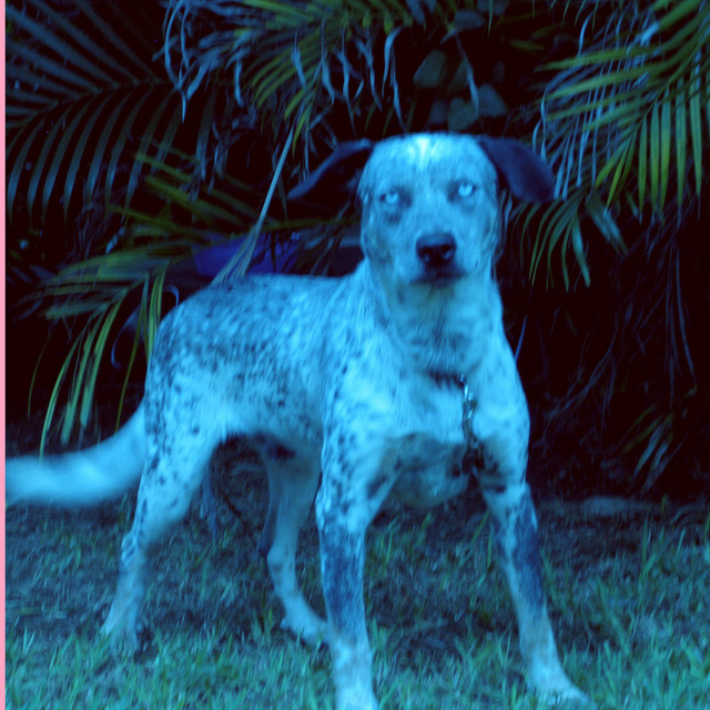 Beagles 2 cover art