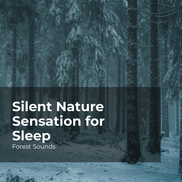 Silent Nature Sensation for Sleep - Album by Forest Sounds | Spotify