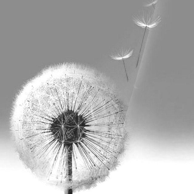 Dandelion cover art