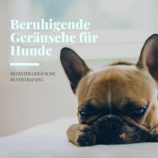 Soundtrack für ruhige Tiere