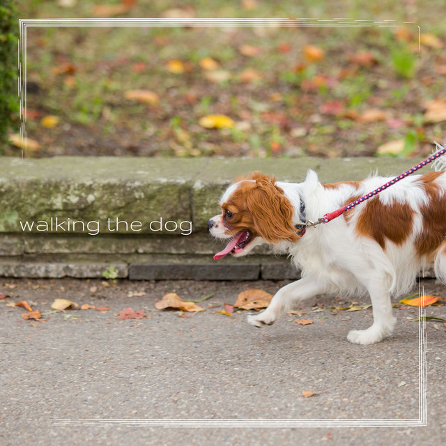 walking the dog cover art