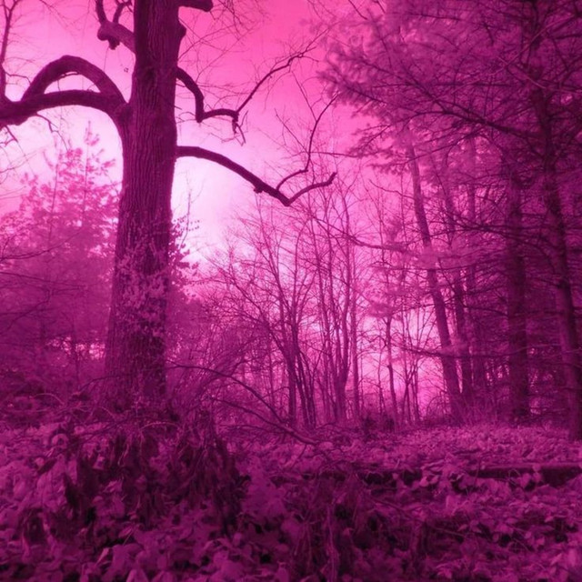 glowing pink forest