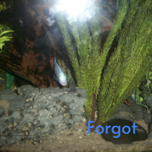 Forgot cover art