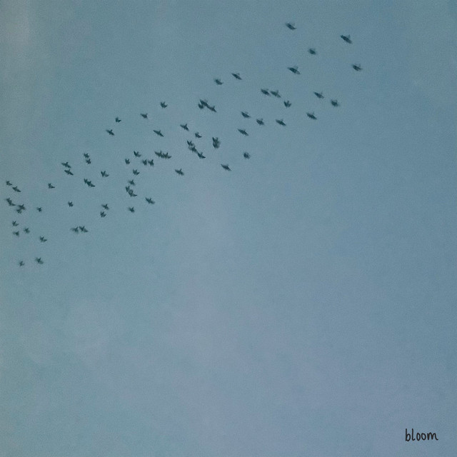 Bloom cover art