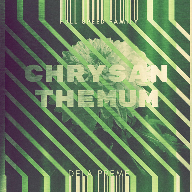 Chrysanthemum