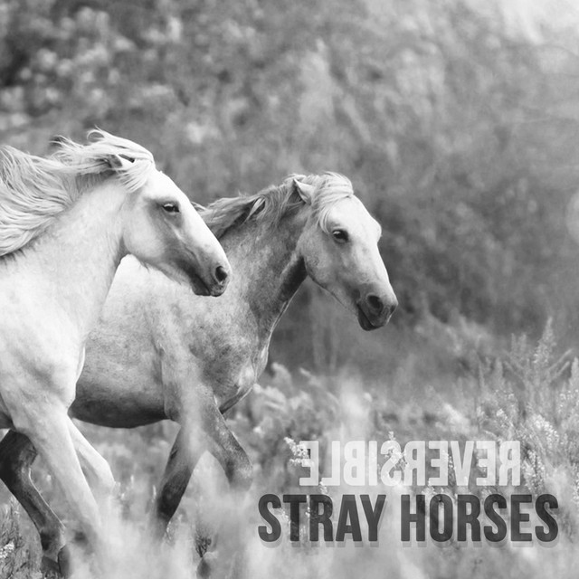 Stray Horses cover