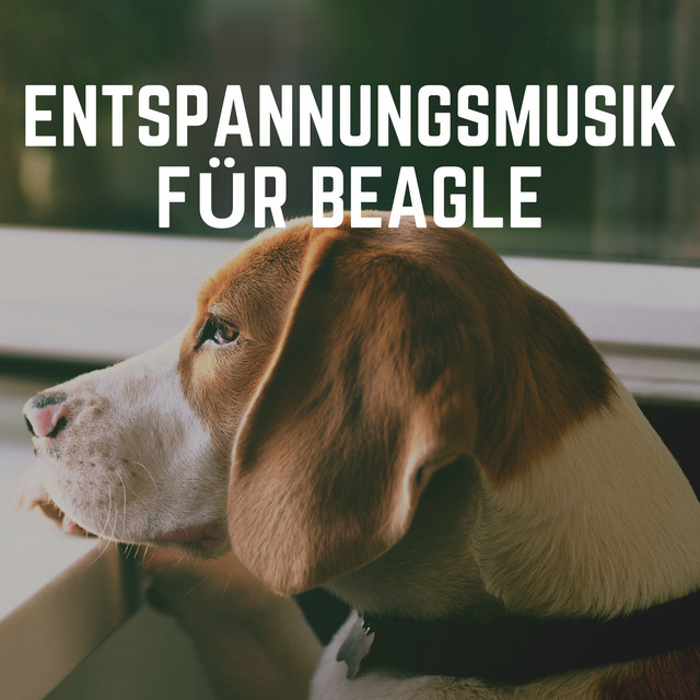 Entspannungsmusik für Beagle - Album by Hundemusik | Spotify