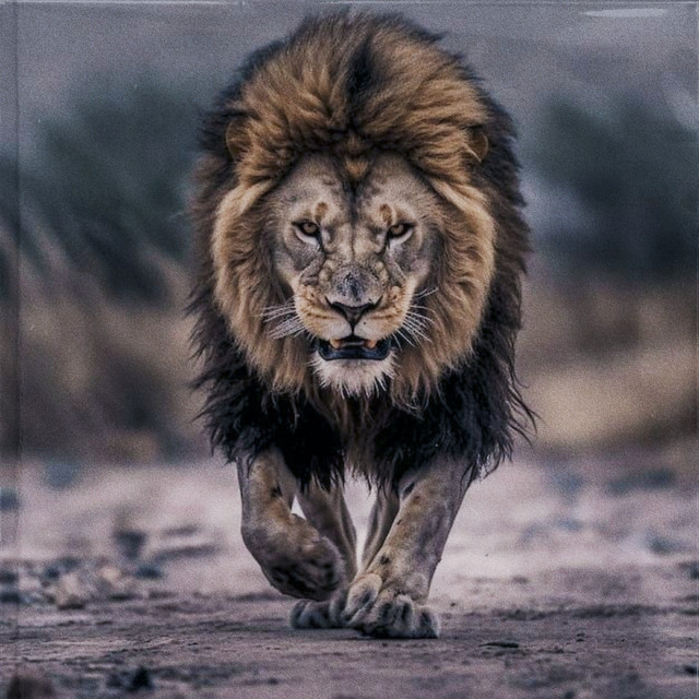 The Land of Lions Farsi cover art