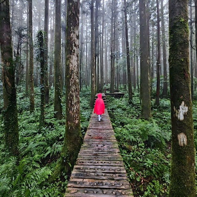 CLOUDFOREST cover art