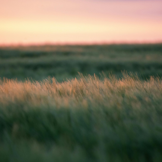 laying in the grass