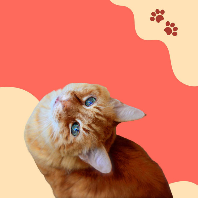 Backdrop for Kittens Playing - High-class Sax Jazz - Album by Relax My ...