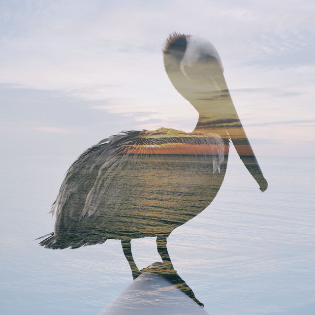 Pelican cover art