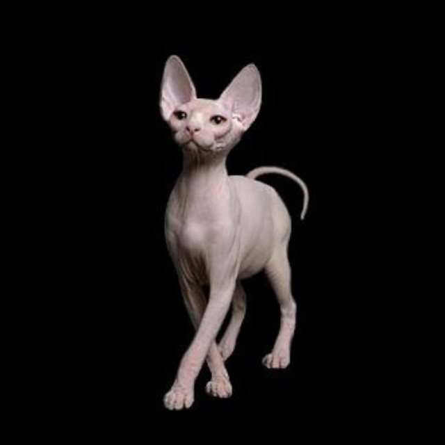 sphynx cover art