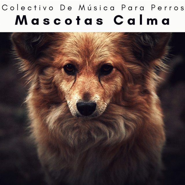 cachorro-divertido-en-el-sof-canci-n-de-colectivo-de-m-sica-para