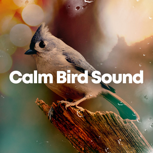 Calm Bird Sound ! ! ! ! - Album by Calm Bird Sounds | Spotify