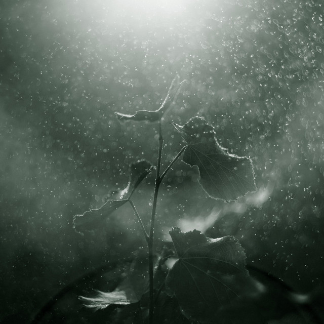Обкладинка: Faith — AVRX