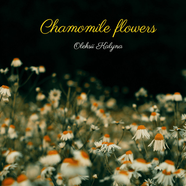 Cover art: Chamomile flowers — Oleksii Kalyna