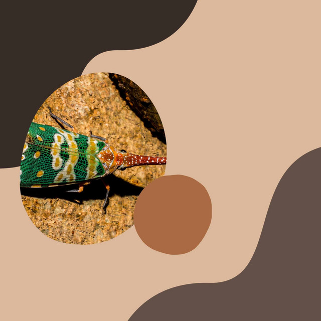 (Tenor Sax Solo) Music for Tired Tuesdays cover art