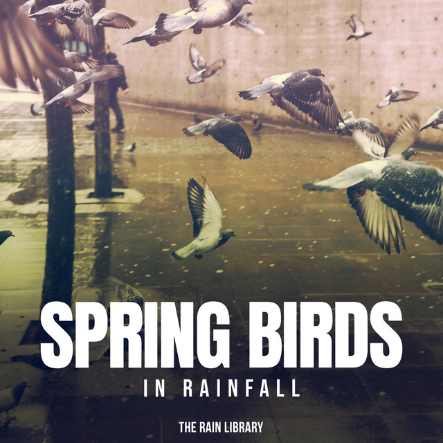 Spring Birds in Rainfall - Album by The Rain Library | Spotify