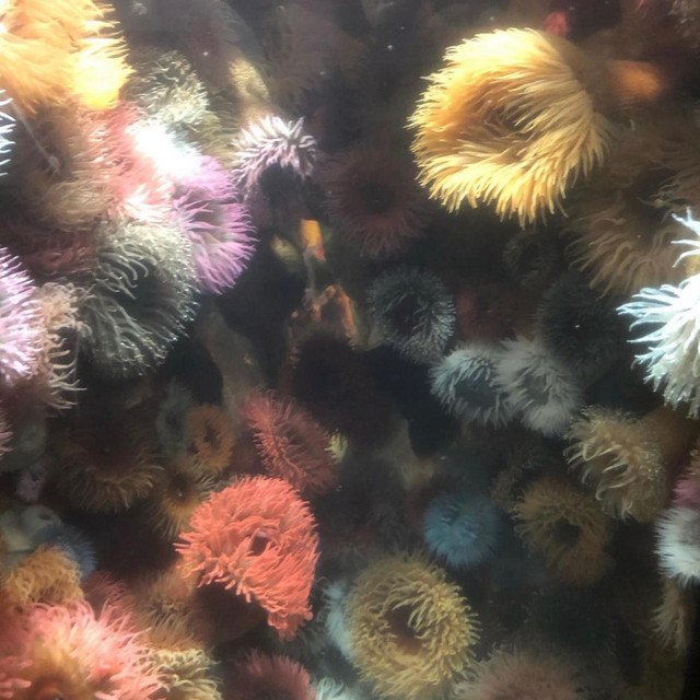 Scuba cover art