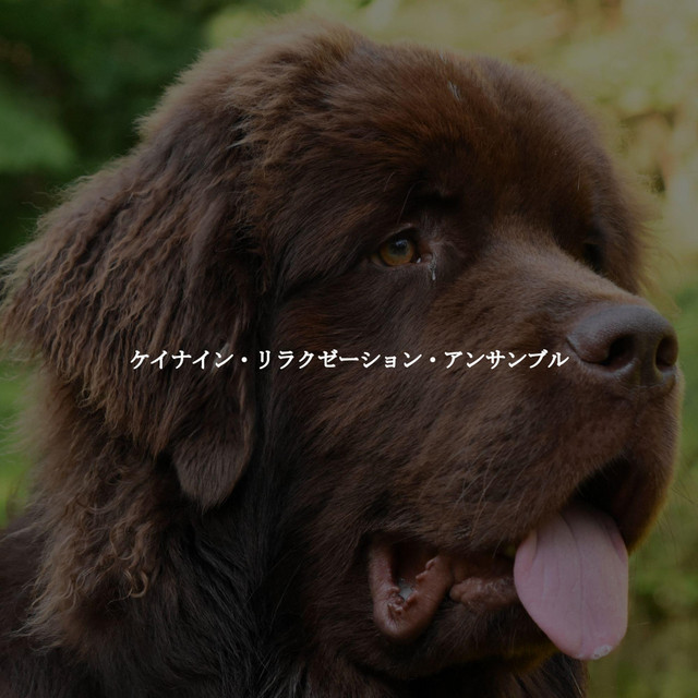 ケイナイン・リラクゼーション・アンサンブル cover art