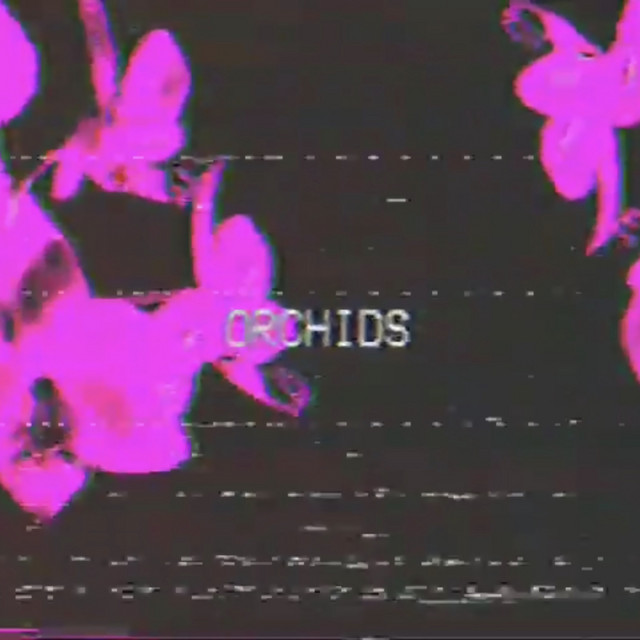 Orchids