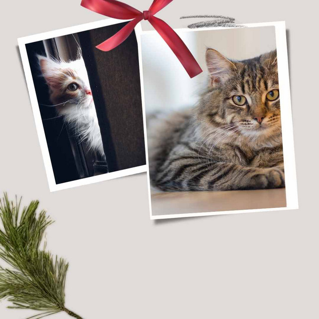 Music for Moody Kittens (Trumpet Solo) cover art