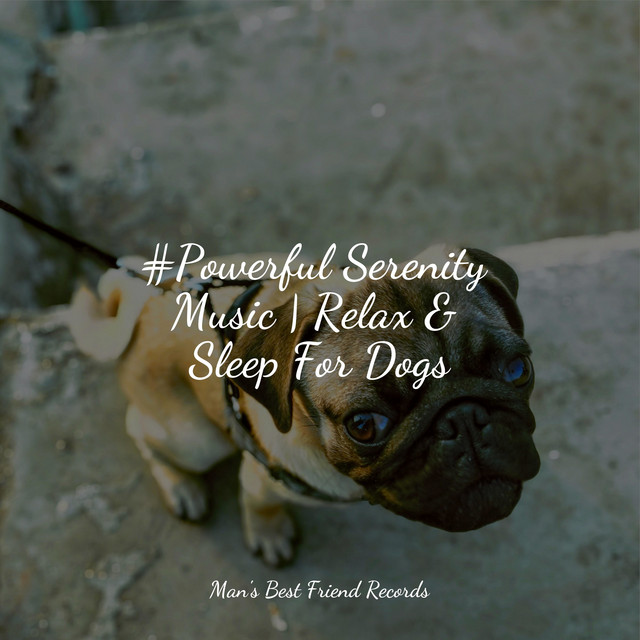 Mood Sounds of Nature For Dogs | Sleep - Album by Calming Music for ...