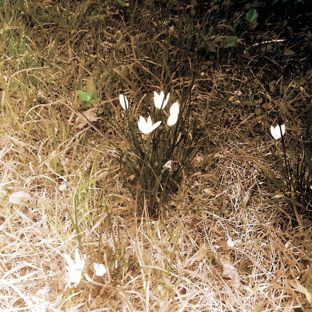 white night, flower cover art