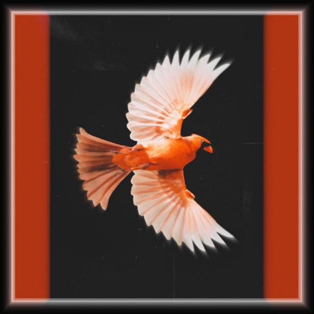 Cardinal cover art