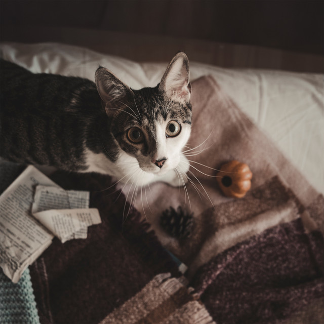 Meditazione calmante per gatti iperattivi: Tecniche comportamentali