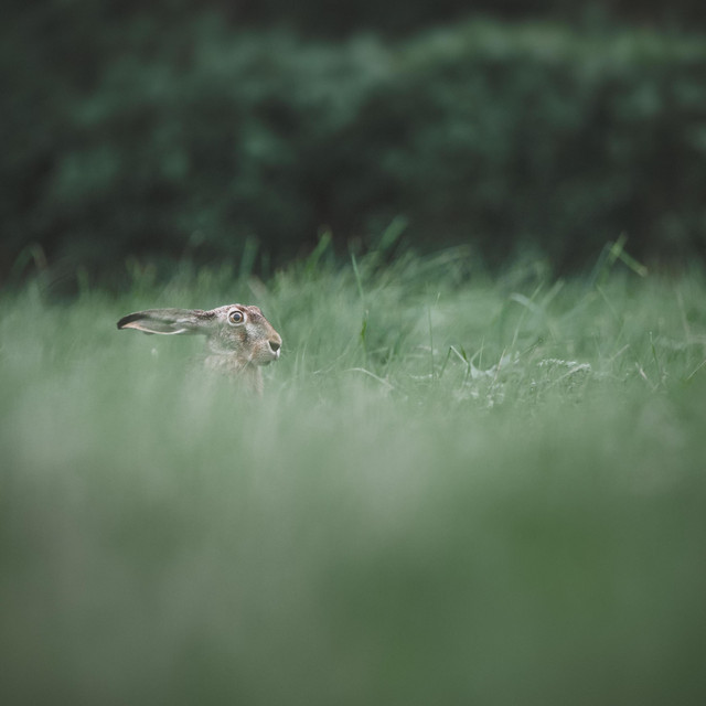 Chasing Rabbits cover art