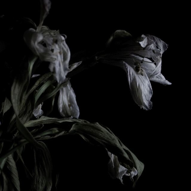 As We Cup Our Hands and Drink from the Stream of Our Ache cover art