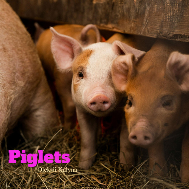 Обкладинка: Piglets — Oleksii Kalyna