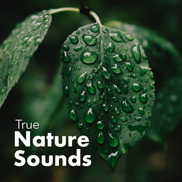 True Nature Sounds cover art