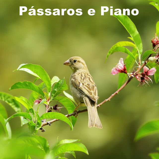 Pássaros E Piano cover art