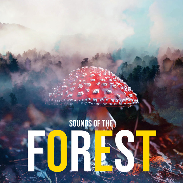 邦楽 banbi sound forest sound forest - EP - BANBIのアルバム - Apple Music