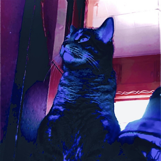 Acid Cat
