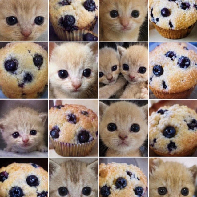 muffins(blueberry) [okaymar makkgin]
