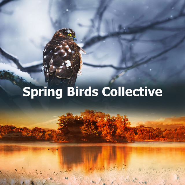 Spring Birds Collective - Album by Nature Collective | Spotify