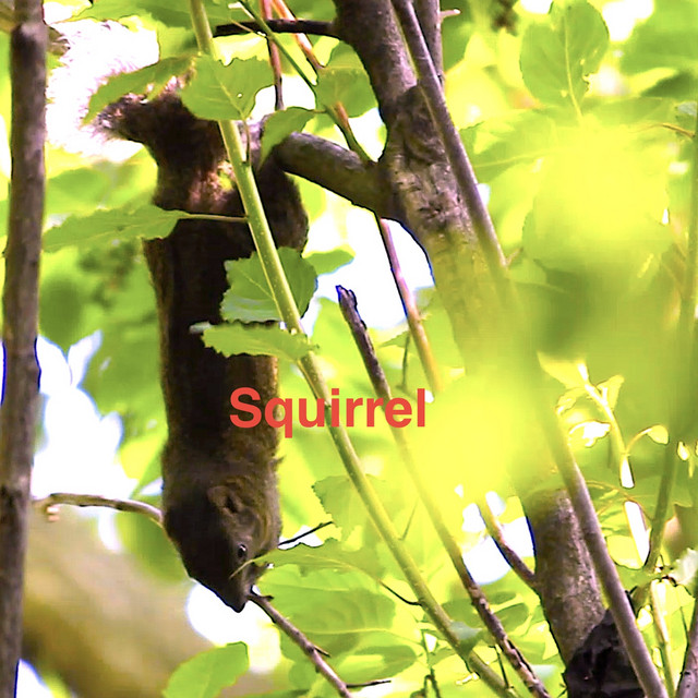 Squirrel cover art