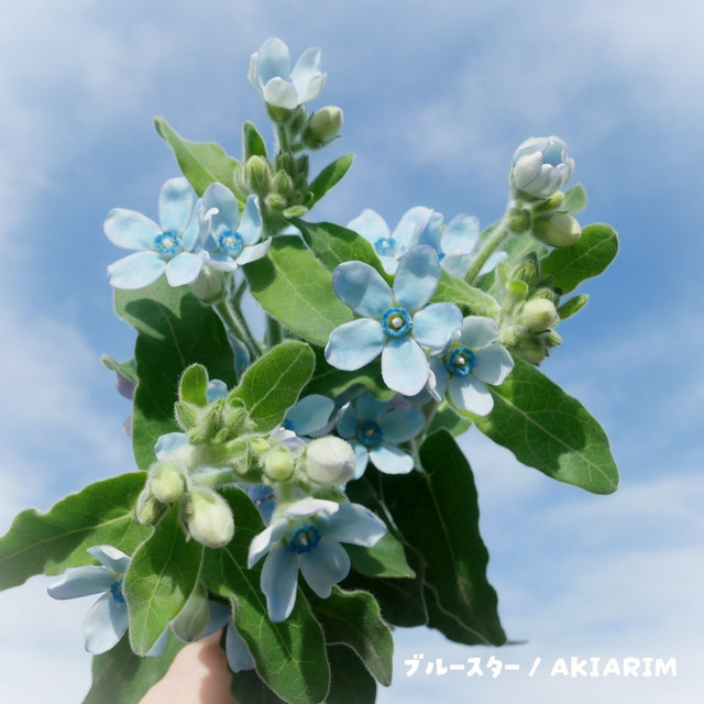 ブルースター cover art