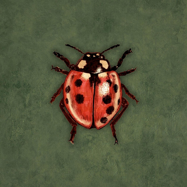 Ladybug cover art