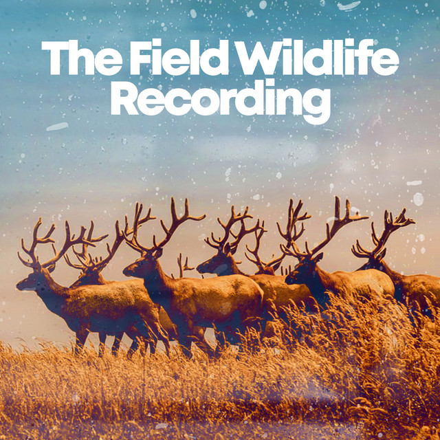The Field Wildlife Recording ! ! ! ! - Album by The Field Recording ...