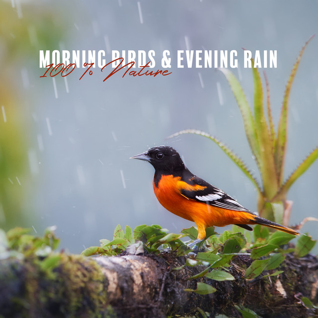 Morning Birds & Evening Rain: 100 % Nature cover art